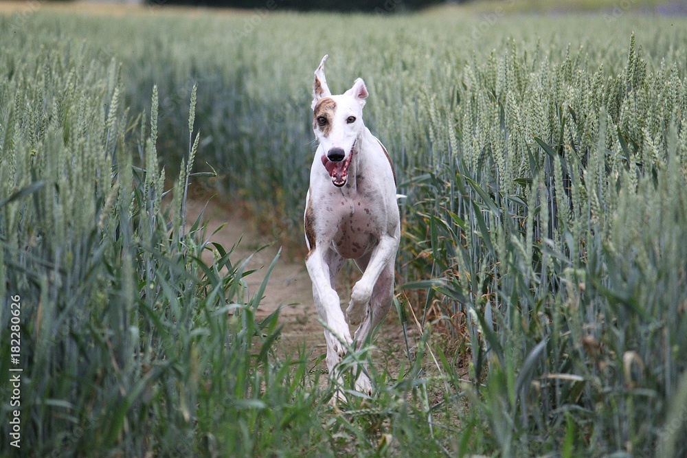 windhund rennt durch ein Kornfeld windhund rennt durch ein Kornfeld