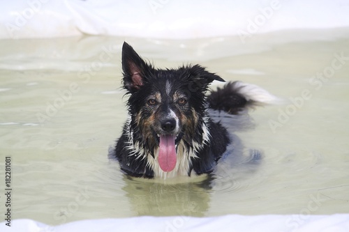 border collie liegt im Pool und kühlt sich ab © Bianca