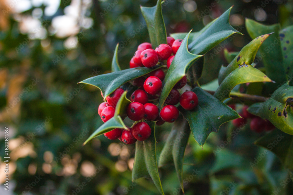 Holly Leaves and Red Berries Bush, Nature View in a Park