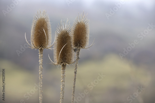Close-up of three dead teasel heads