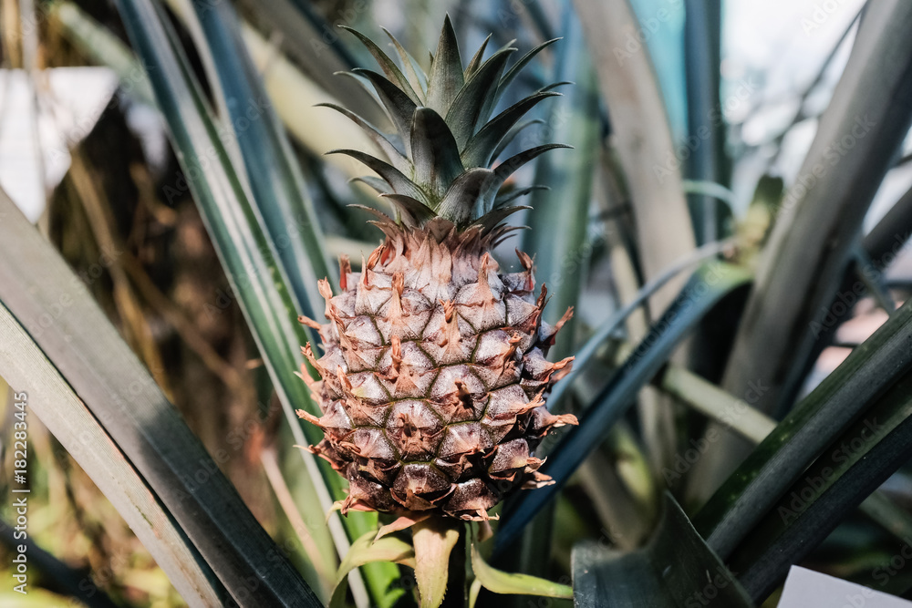 Fototapeta premium Baby-Ananas im Botanischen Garten - Baby Pineapple in Botanical Garden