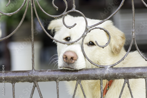 White dog standing in the fence