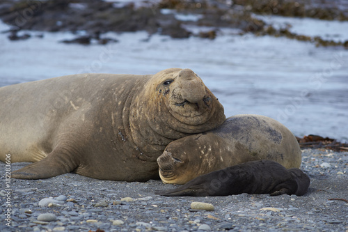 Breeding group of Southern Elephant Seal (Mirounga leonina) on Sea Lion Island in the Falkland Islands.