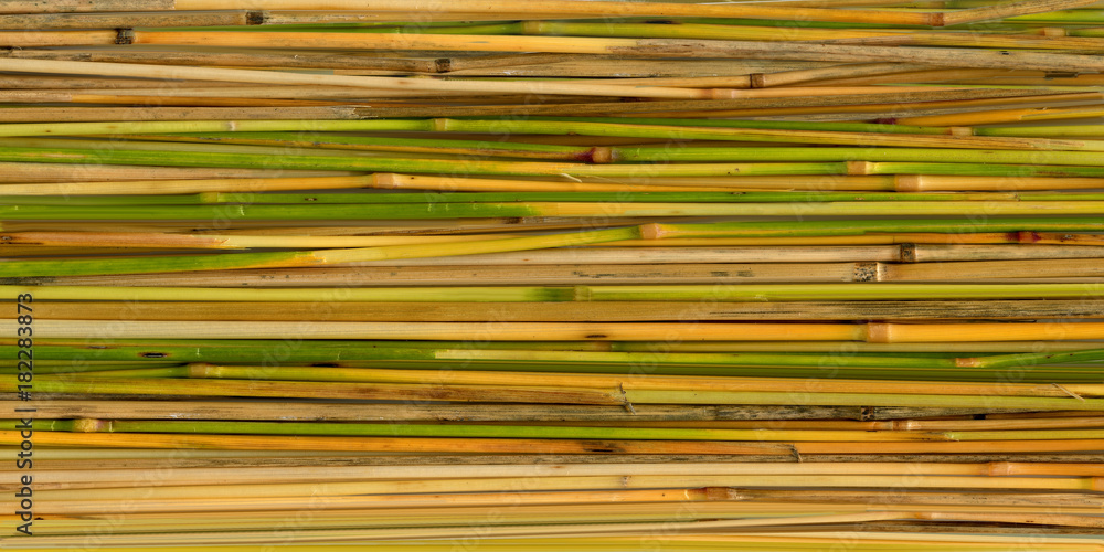 Grass stems as background. High Detail. Grass stems as background. High Detail.