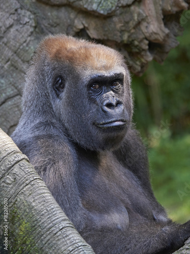 Western lowland gorilla (Gorilla gorilla gorilla) © dennisjacobsen