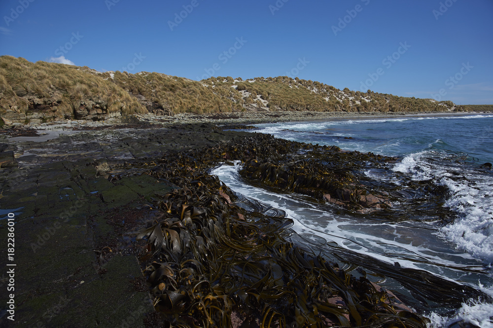 Kelp forest on the coast of Sea Lion Island in the Falkland Islands. Kelp forest on the coast of Sea Lion Island in the Falkland Islands.