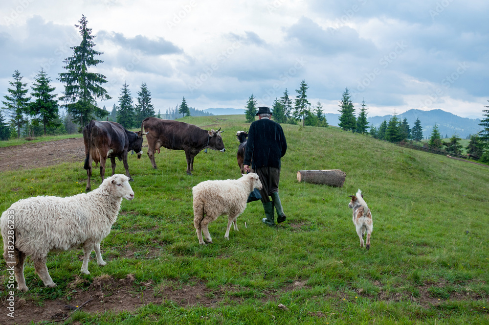 Naklejka premium herd of sheeps grazing by an old man and the dog on green Carpathian meadow pasture