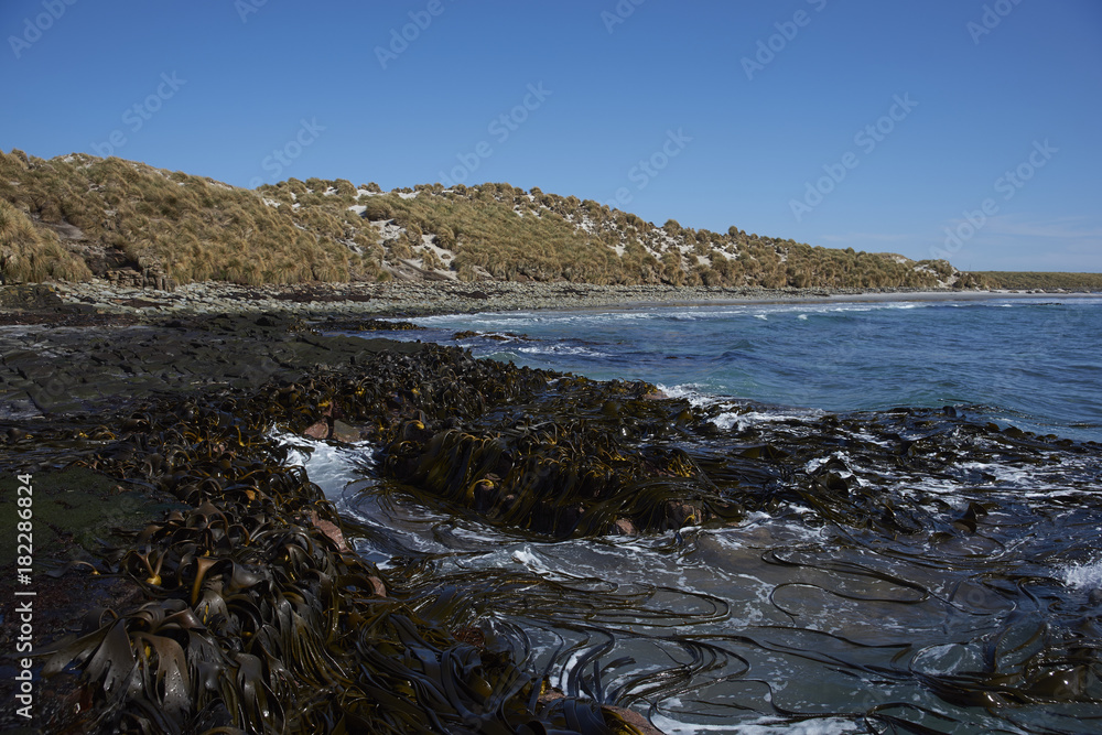 Kelp forest on the coast of Sea Lion Island in the Falkland Islands.