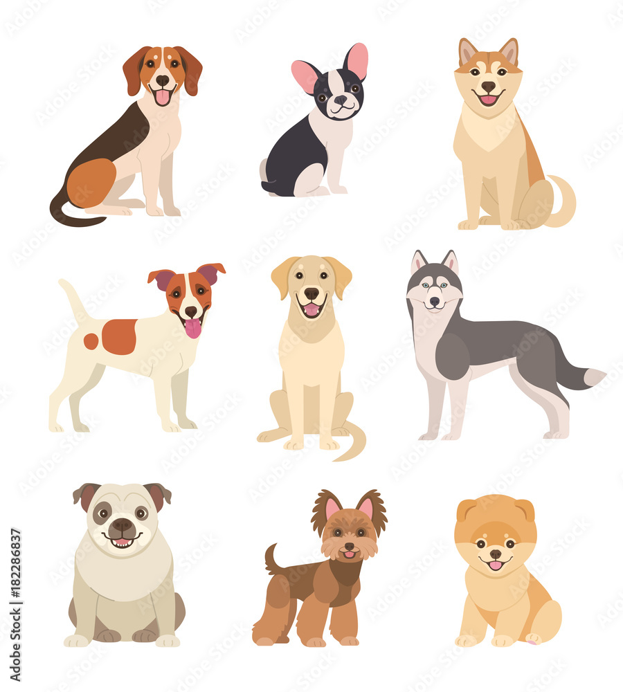 Dogs collection. Vector illustration of funny cartoon different breeds dogs in trendy flat style. Isolated on white. - obrazy, fototapety, plakaty 