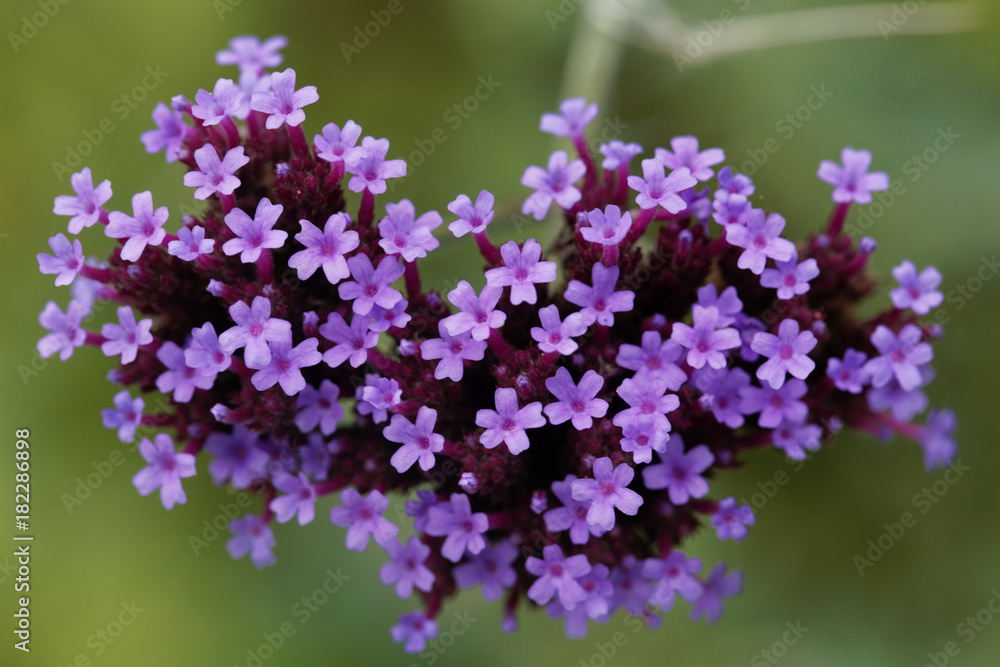 Argentinian vervain (Verbena bonariensis) Argentinian vervain (Verbena bonariensis)
