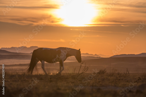 Wild Horse Silhouetted at Sunset