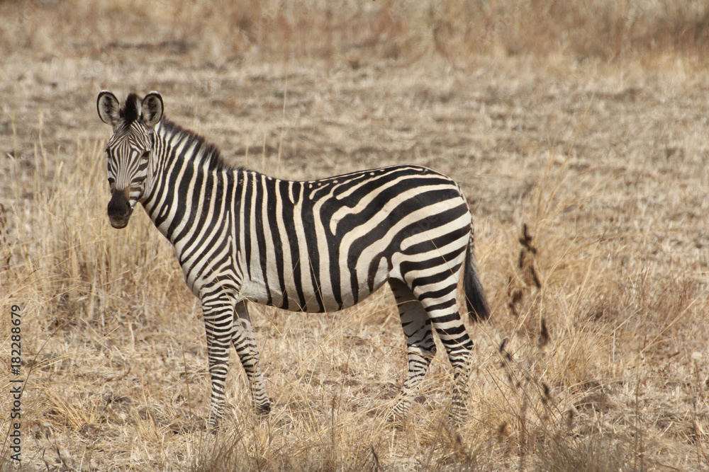 Fototapeta premium Sambia: Zebras im South Luangwa National Park