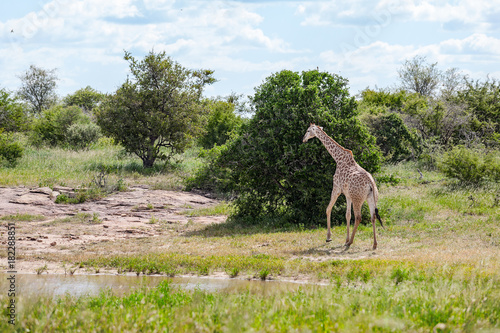 Giraffe © Ryan