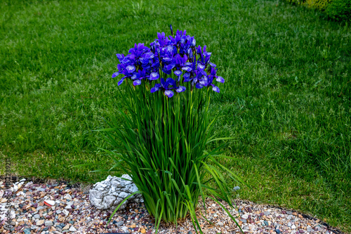 flowering blue Siberian iris in the garden photo