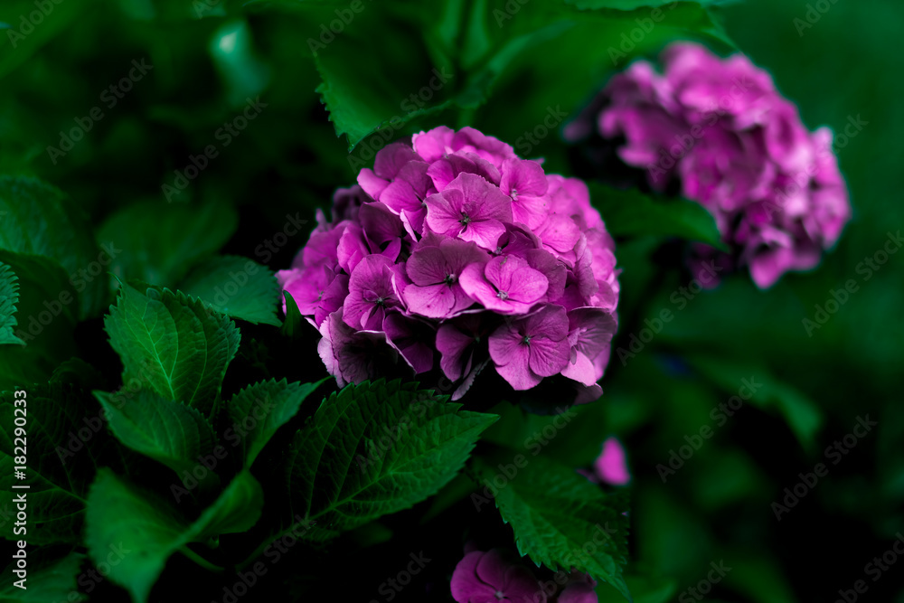 flowers of purple hydrangea close-up in summer flowers of purple hydrangea close-up in summer