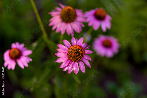 macro shot of pink flowers in summer