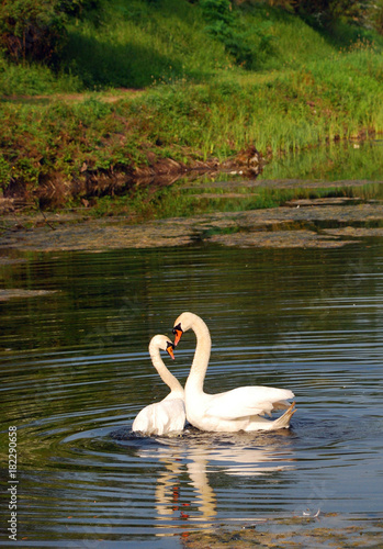 Mute swans in love