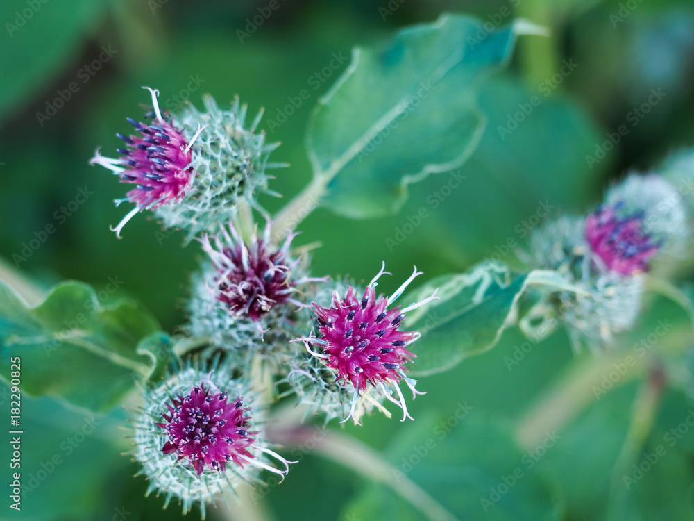 Bright, prickly flowers on an abandoned field in the very beginning of autumn Bright, prickly flowers on an abandoned field in the very beginning of autumn