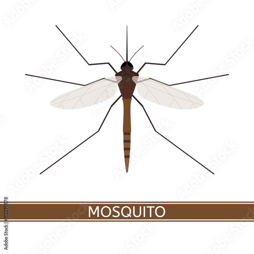Vector illustration of mosquito, isolated on white background, in flat style.