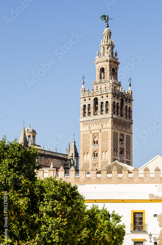 Orange trees and Seville Giralda at the back in a sunny day photo
