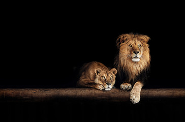 Foto auf Leinwand Löwe Löwe und Löwin, Tierfamilie. Porträt im Dunkeln  © Baranov