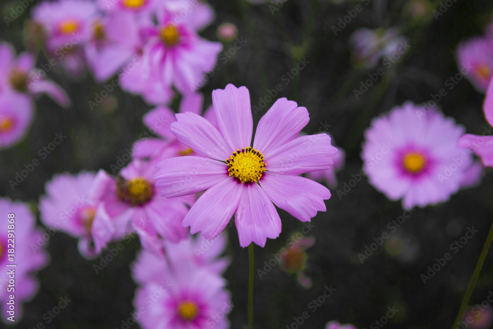 Fototapeta premium Beautiful colorful winter Flowers