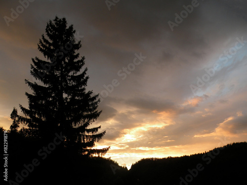 a large silhouette- tree of spruce with beautiful magic stormy sunset in nature