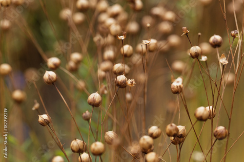 Foto Dry seed capsules of common flax (Linum usitatissimum)