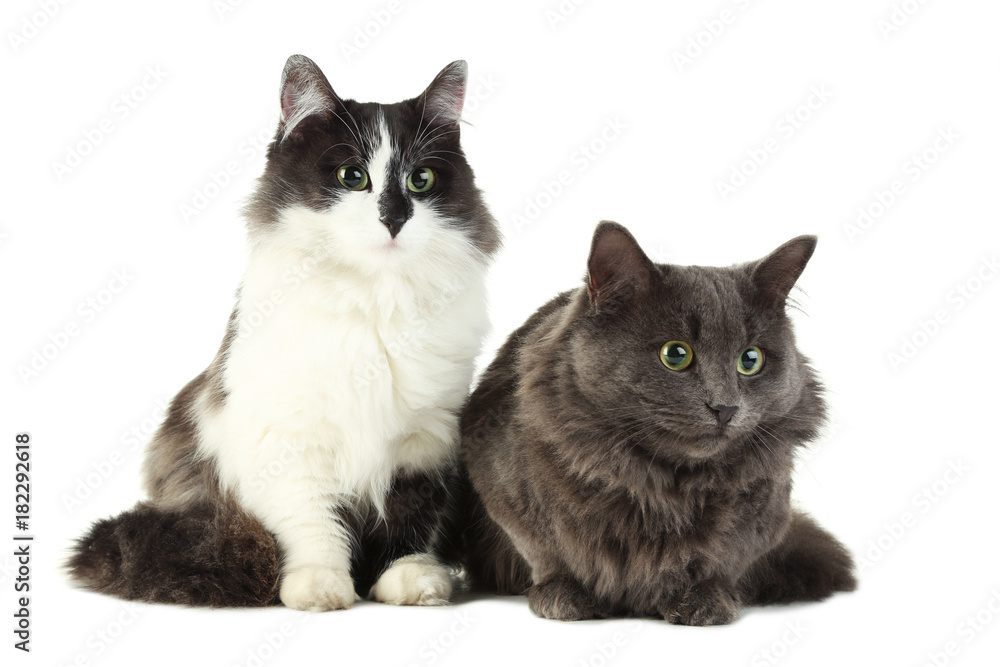 Beautiful cats isolated on white