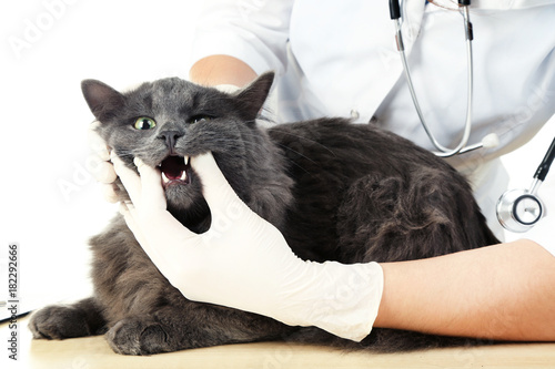Veterinarian examining teeth to a grey cat on wooden table