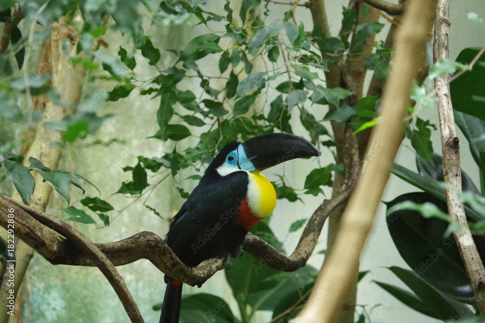 Toucan du zoo de Zurich en Suisse Toucan du zoo de Zurich en Suisse