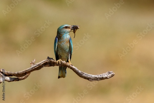 The European roller (Coracias garrulus) sitting on a branch with a beetle.