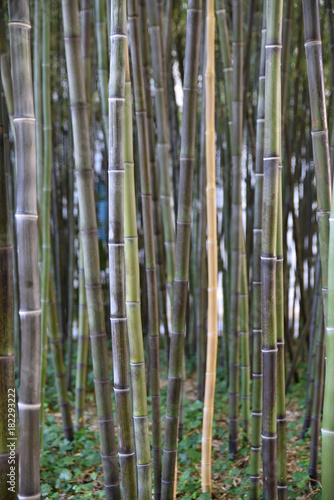 Bambous noirs au jardin en   t  