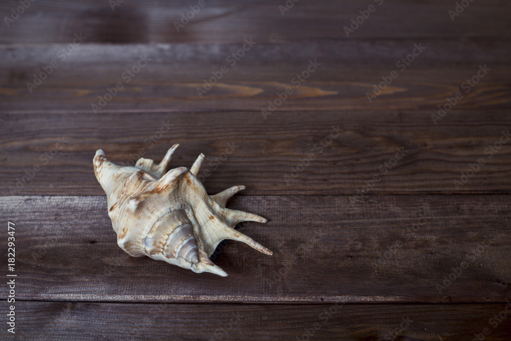 seashells on a wooden background