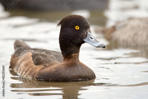 tufted duck on the water (Aythya fuligula) photo