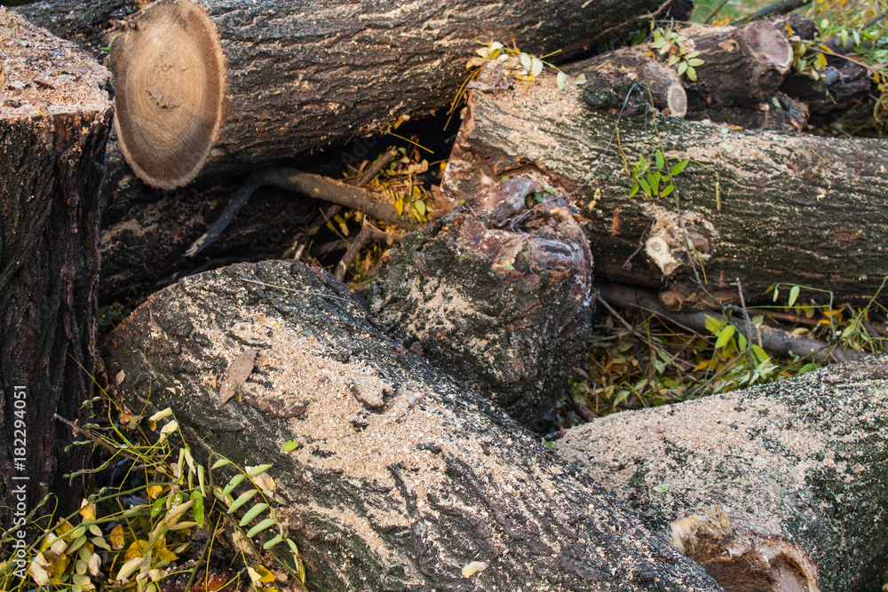 Woodpile of chopped lumber. Pile of wood logs. Stacked firewood timber Woodpile of chopped lumber. Pile of wood logs. Stacked firewood timber