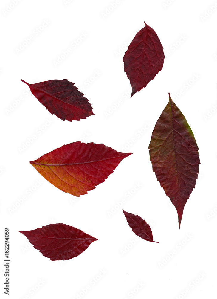 Few red autumn bright red leaves on white background Few red autumn bright red leaves on white background