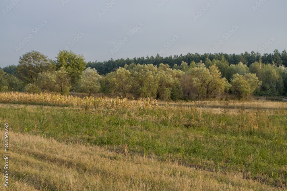 Obraz premium Сornfield in the early autumn. Dry plants around. Green trees far away. Morning 