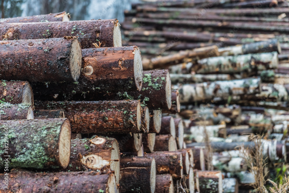 Wooden logs stacked in a big pile Wooden logs stacked in a big pile
