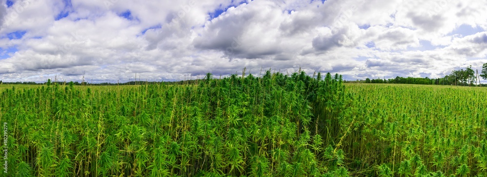 Farm field with green marijuana. Nature landscape. Panorama.