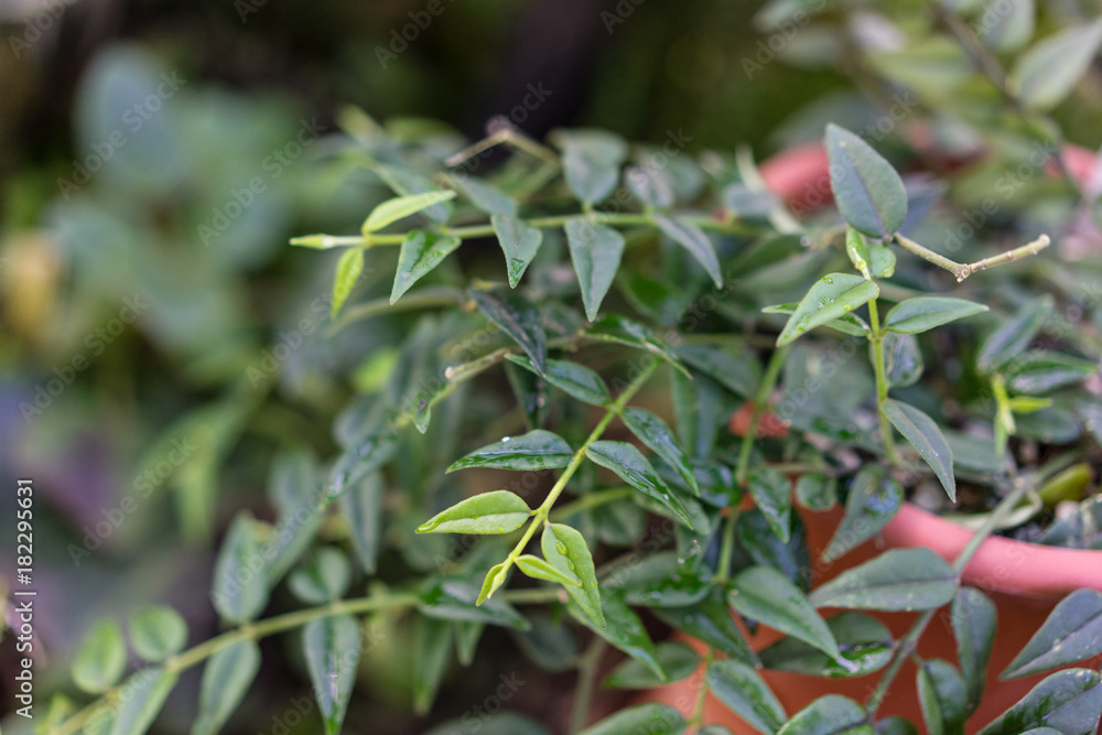leaves of Hoya lanceolata in ton pot
