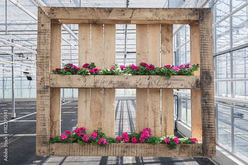 Fototapeta Naklejka Na Ścianę i Meble -  Wooden pallet decorated with petunias and geraniums in a greenhouse in The Netherlands