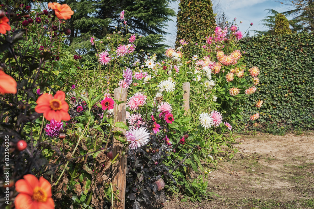 Beautiful chrisants and dahlias full of flowers in the autumn garden