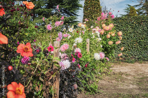Beautiful chrisants and dahlias full of flowers in the autumn garden