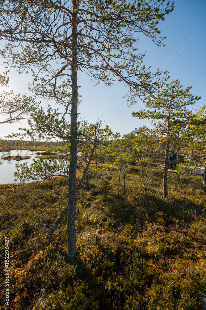 Huge bogs at national park in autumn. Huge bogs at national park in autumn.