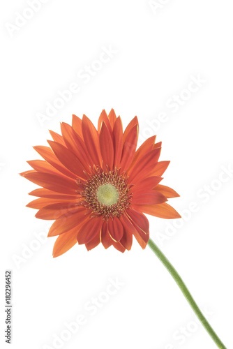 fiore isolato di gerbera