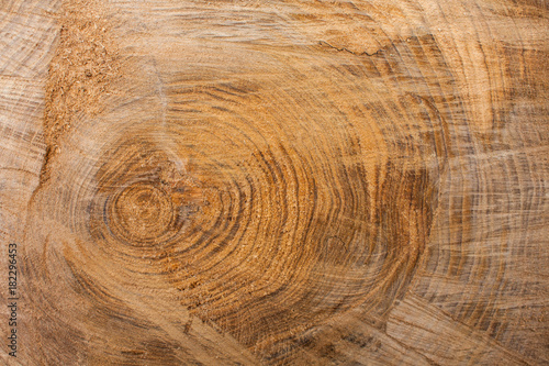Wood texture background, wooden bark close up. Grunge textured image