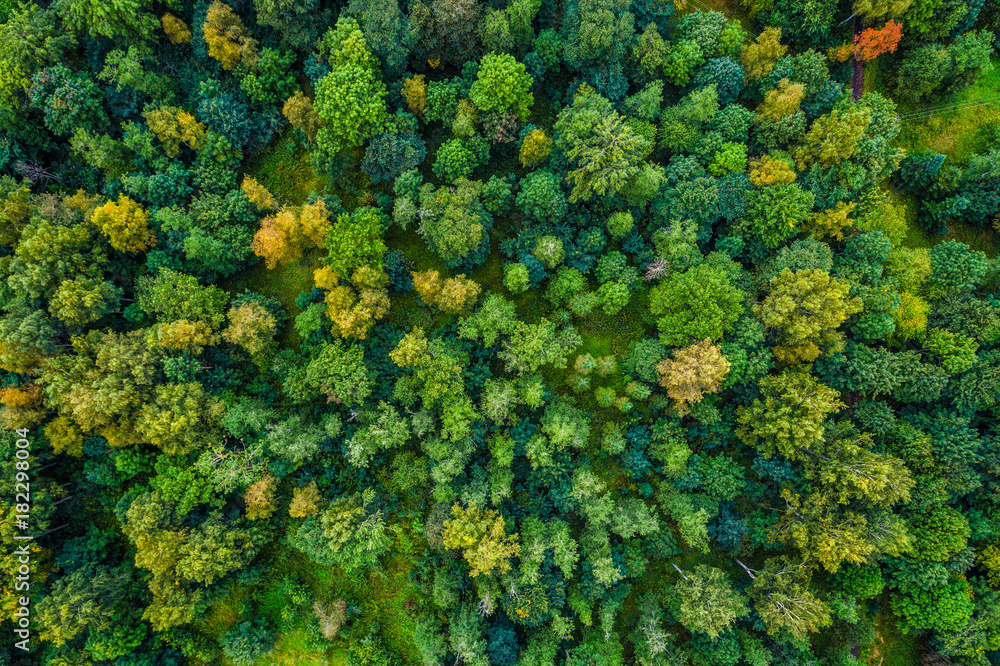Obraz premium Widok z lotu ptaka jesieni drzewa. Kolorowe drzewa z góry.