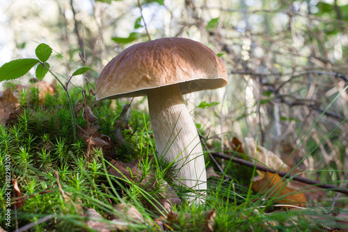 Boletus on forest floor in autumn with moss and grass
