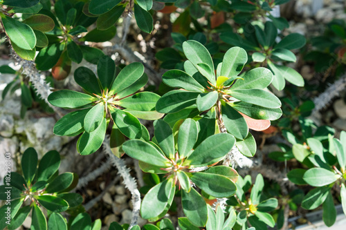 leaves of euphorbia bulbispina outside in sun light